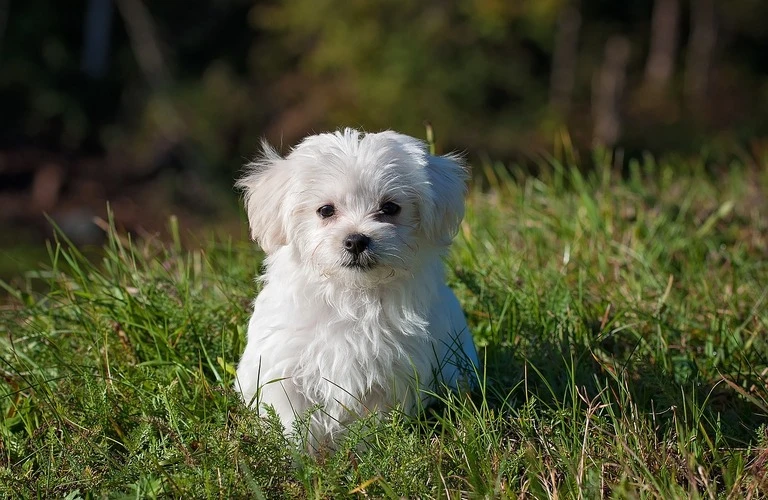 広陵町のペット火葬　天国への扉ペットメモリアル奈良・大阪