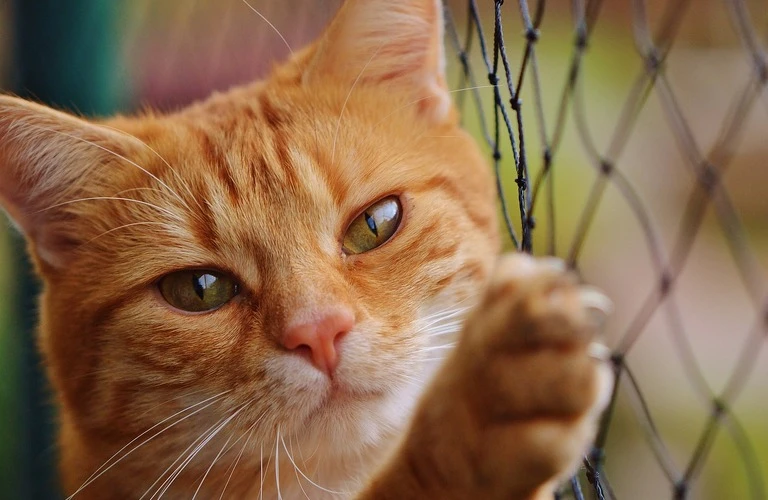 広陵町の訪問ペット火葬　天国への扉ペットメモリアル奈良・大阪