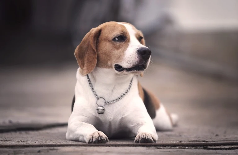 奈良市のペット訪問火葬　天国への扉ペットメモリアル奈良・大阪