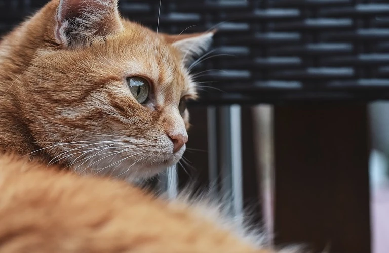 愛猫がお亡くなりになられたらやるべきこと