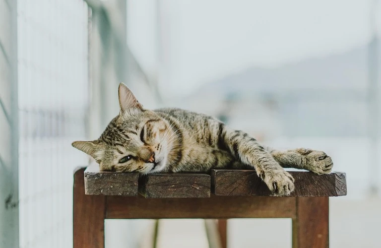 猫ちゃんが亡くなった時の対処方法について