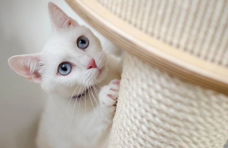 愛猫のお見送りを心温まるご葬儀で