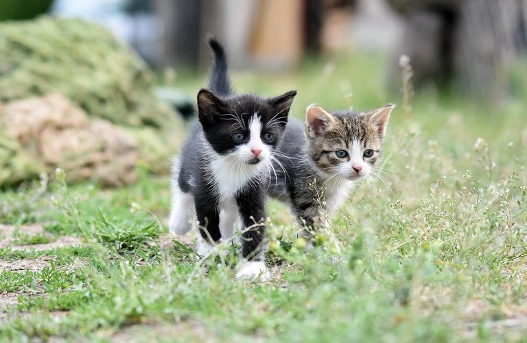 【奈良斑鳩町】愛猫との別れと絆を確かめる　訪問ペット火葬