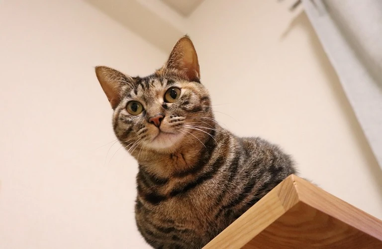 愛するペットとの温かい別れを友情を心に刻んでお見送りをする
