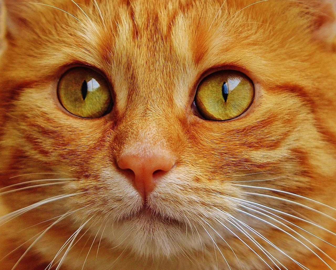 最後の瞬間を大切に、愛猫とのお別れを心を込めてお手伝いします。