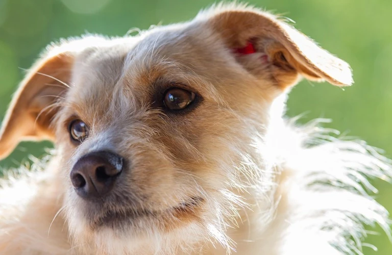 【御所市】愛犬との最後の時間を心を込めた訪問火葬でお手伝いします
