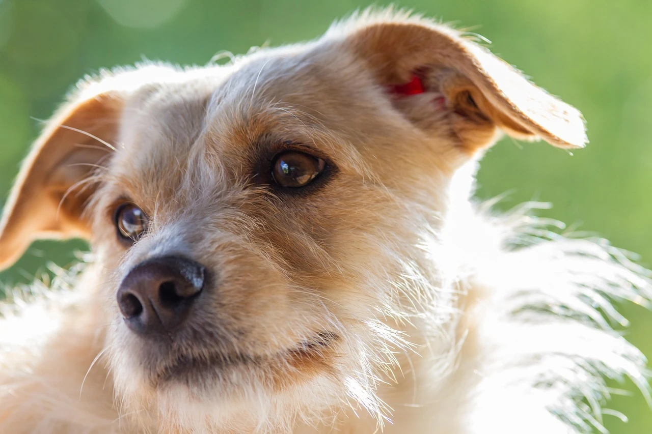 愛犬との最後の時間を大切に、心を込めた訪問火葬を。