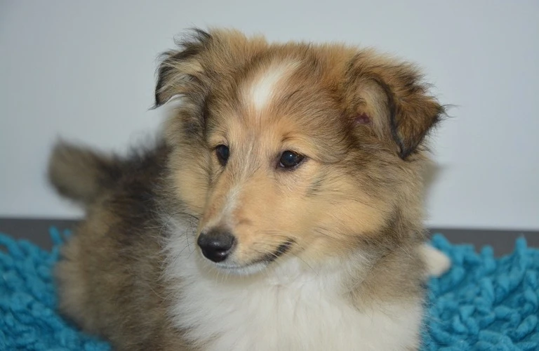 愛犬が亡くなったら どうすればいい？  安置方法から火葬 その後の手続きまで ご案内いたします